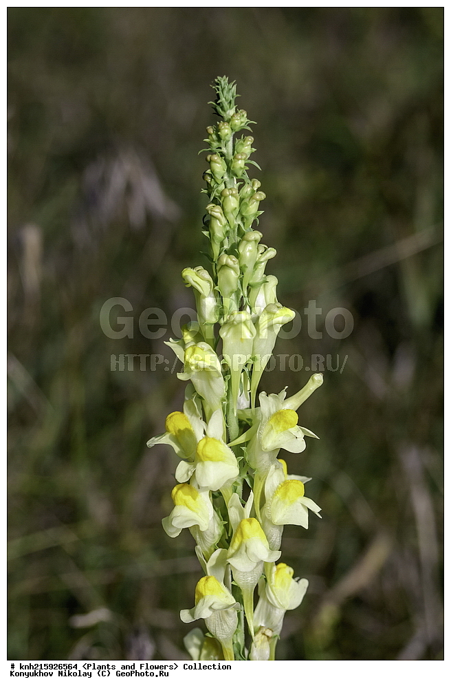 ����������, ���������� �������, ��������� �����, ����������, ������, ��������, �����, ������ ��������, ���������� ��������, ������������ ��������, ������������ ��������, ������, �����, DONE, ������������, Scrophulariaceae, ��������������, Plantaginaceae, ������� ������������, Linaria vulgaris, XYZ