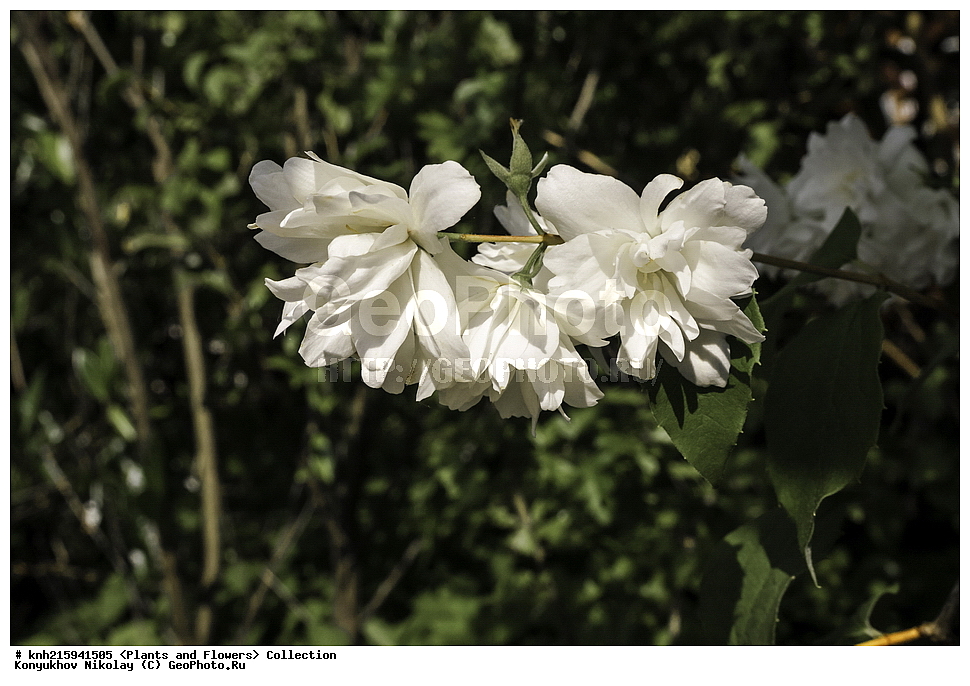 �����������, ���������� �������, ������, ������ ��������, �����, ���������� ��������, ������� ��������, ������� ��������, ������, �����, ������������ ��������, ������������ ��������, DONE, ������������, Hydrangeaceae, �������� ��������, ������ ������������, �������� ������������, �������� ���������������, ����� ������, ������, Philadelphus coronarius, ������, XYZ, ����������� ������, ����������� ����������� �����