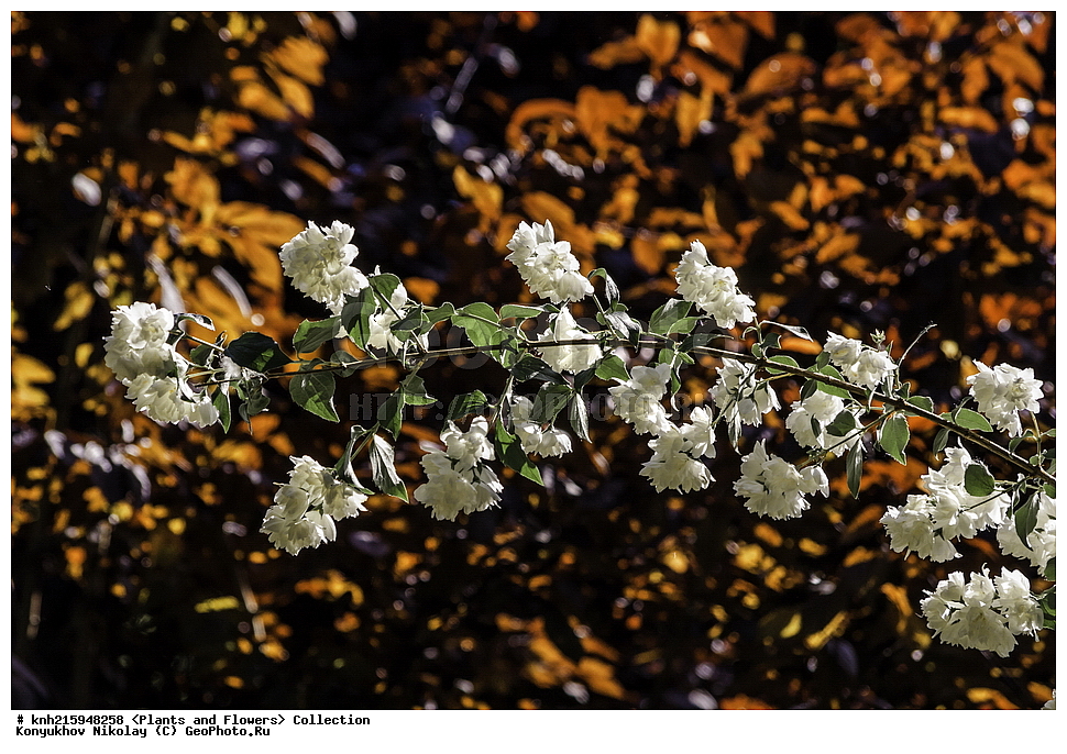 �����������, ���������� �������, ������, ������ ��������, �����, ���������� ��������, ������� ��������, ������� ��������, ������, �����, ������������ ��������, ������������ ��������, DONE, ������������, Hydrangeaceae, �������� ��������, ������ ������������, �������� ������������, �������� ���������������, ����� ������, ������, Philadelphus coronarius, ������, XYZ, ����������� ������, ����������� ����������� �����