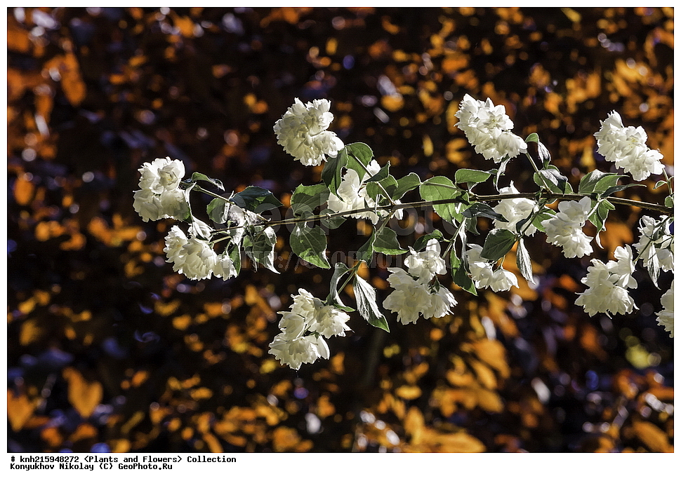 �����������, ���������� �������, ������, ������ ��������, �����, ���������� ��������, ������� ��������, ������� ��������, ������, �����, ������������ ��������, ������������ ��������, DONE, ������������, Hydrangeaceae, �������� ��������, ������ ������������, �������� ������������, �������� ���������������, ����� ������, ������, Philadelphus coronarius, ������, XYZ, ����������� ������, ����������� ����������� �����