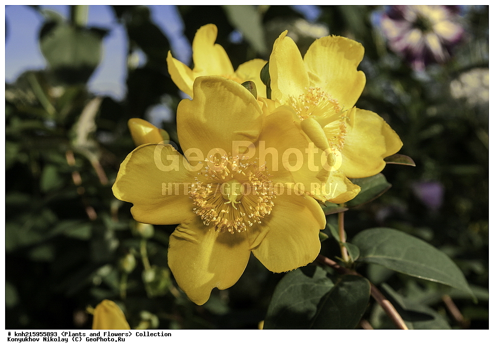 �����������, ���������� �������, ������, ������ ��������, �����, ���������� ��������, ������� ��������, ������� ��������, ������, �����, DONE, �����������, Hypericaceae, �������� ��������, �������� �����������, �������� �����������, �������� ��������, Hypericum patulum, ������, XYZ, ����������� ������, ����������� ����������� �����