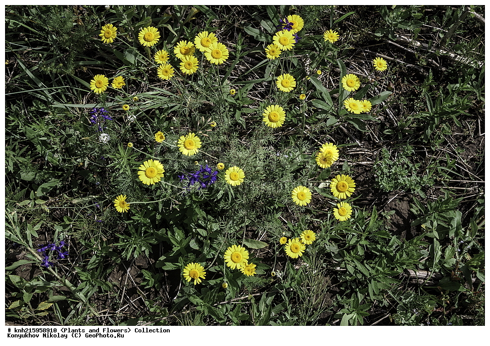 ����������, ���������� �������, ��������� �����, ����������, ������, ��������, �����, ������ ��������, ���������� ��������, ������������ ��������, ������������ ��������, ������, �����, DONE, ��������, �������������, Asteraceae, Compositae, ������� ����������, ������� ������������, Anthemis tinctoria, Cota tinctoria, XYZ