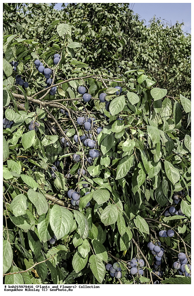 ����������, ���������� �������, ��������� �����, ����������, ������, ��������, �����, ������ ��������, ���������� ��������, ������� ��������, ������������ ��������, ������������ ��������, ������� ��������, ������� ��������, �������������������� ��������, ���������� ��������, ���������� ��������, ������������, ������������, �����, ������, ����, �����, DONE, ������������, �������, �����������, Rosaceae, ��������, Prunoideae, ����� �������, Ҹ��, ����, ���������, Ҹ�� ������������, ���� ������������, Prunus spinosa, XYZ