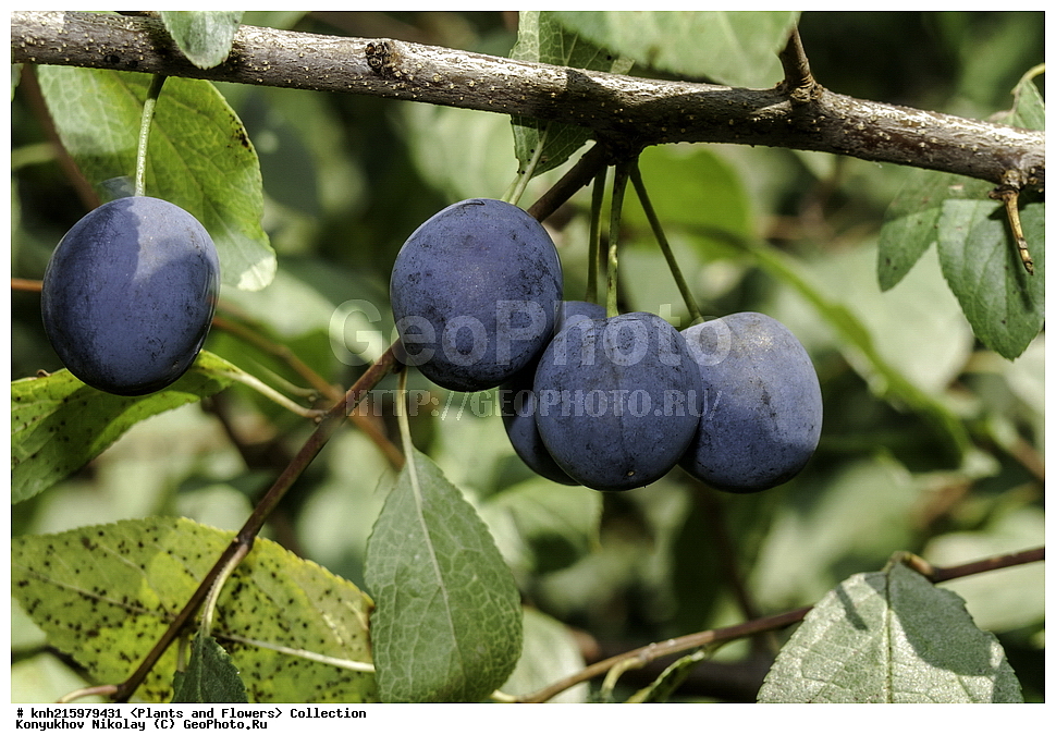 ����������, ���������� �������, ��������� �����, ����������, ������, ��������, �����, ������ ��������, ���������� ��������, ������� ��������, ������������ ��������, ������������ ��������, ������� ��������, ������� ��������, �������������������� ��������, ���������� ��������, ���������� ��������, ������������, ������������, �����, ������, ����, �����, DONE, ������������, �������, �����������, Rosaceae, ��������, Prunoideae, ����� �������, Ҹ��, ����, ���������, Ҹ�� ������������, ���� ������������, Prunus spinosa, XYZ