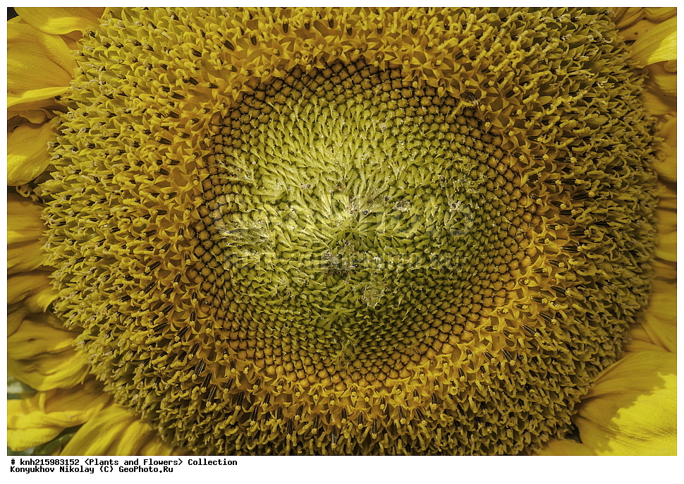 �����������, ���������� �������, ������, ������ ��������, �����, ���������� ��������, ������� ��������, ������� ��������, ������, �����, DONE, ��������, �������������, Asteraceae, Compositae, ������������ ����������, ������������ ���������, Helianthus annuus, ������, XYZ, ����������� ������, ����������� ����������� �����