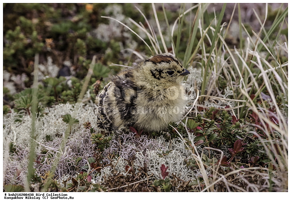 �������, ��������� ����, �������, ����������� ���������, ������������� �������, �������� ���������� �����, ������, ��������, ��������, �����, �����, ��������, �����������, �����������������, ������������� �����, ������������� �����, DONE, �����������, Tetraonidae, ����� ���������, Lagopus lagopus, ������, ��������, XYZ