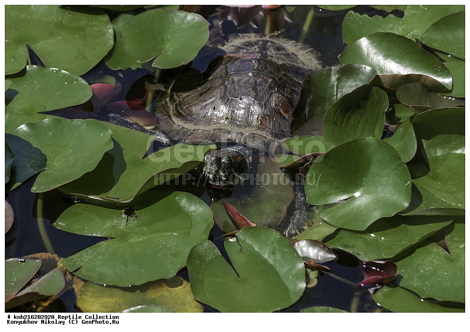 ����, ��������� ������������ ���, ������, ���, ����� �����, ����, ������, ��������, ��������, ��������������, ��������������, ��������, ��������, DONE, ������������ ������������ ��������, Emydidae, ���������� ��������, ����������� ��������, Trachemys scripta, XYZ