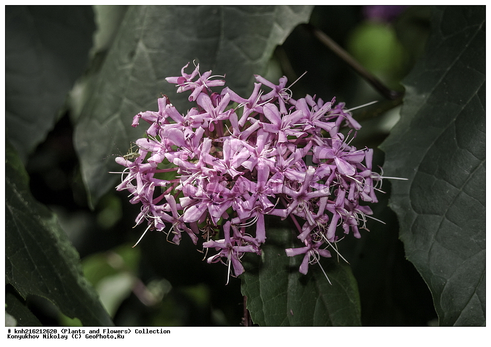  ����, ��������� ������������ ���, ������, ���, ����� �����, ����, ������, ������ ��������, �����, ���������� ��������, ������� ��������, ������� ��������, ������, �����, DONE, ���������� Verbenaceae, ������������ �����, ������������ �����, Clerodendrum bungei, Clerodendrum foetidum, XYZ