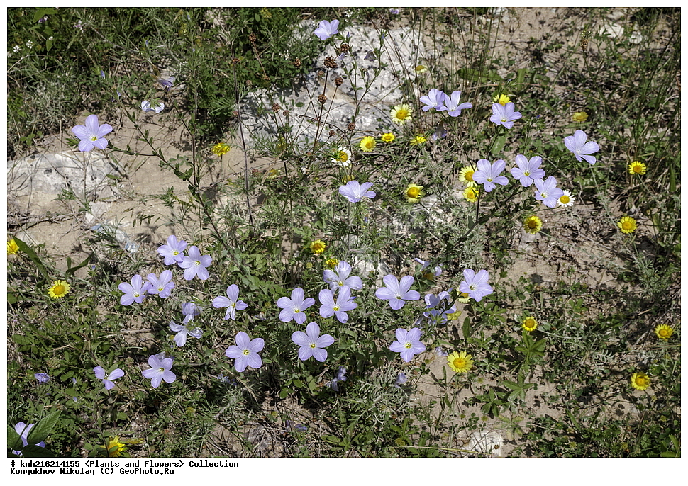 ���, ����� �����, ����, ������, ��������, �����, ������ ��������, ���������� ��������, ������������ ��������, ������������ ��������, ������, �����, DONE, �������, Linaceae, ˸� �����������, ��� �����������, Linum austriacum, Linum perenne ssp. austriacum, XYZ