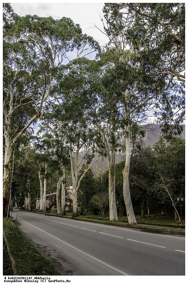 �������, ������ ��������, �����, ���������� ��������, ������� ��������, ������� ��������, ������������ ��������, ������������ ��������, DONE, ��������, Myrtaceae, ��������, Eucalyptus sp., XYZ