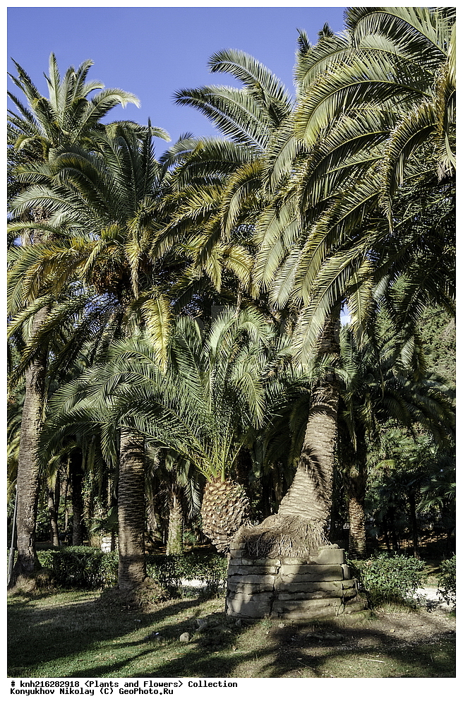 �������, ������ ��������, �����, ���������� ��������, ������� ��������, ������� ��������, �����, ������, ����, �����, DONE, ���������, ������, ��������, Arecaceae, Palmae, Palmaceae, ����� ���������, ��������� ������ ���������, ��������� ��������� ������, Phoenix canariensis, XYZ