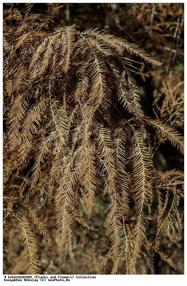  �������, ������ ��������, �����, ���������� ��������, ������� ��������, ������� ��������, DONE, �����������, Cupressaceae, ������������ �������� �������, �������� ������� ������������, �������� ������� ���������, �������� ���������, �������� ������������, ��������� ���������, ��������� ������������, �������� ����������, ��������� ��������, �������� �������, Taxodium distichum, Cupressus disticha, XYZ