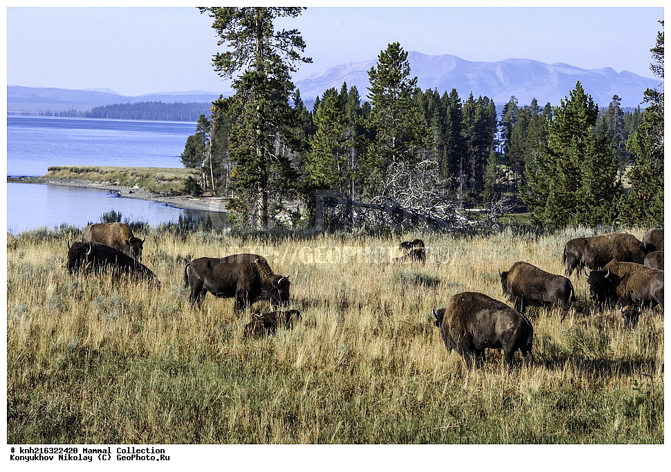 ���������, �������������� ������������ ����, ���, ��������, ��������, �������������, �������������, �����, �����, XYZ, ���������, Bovidae, �����, Bison bison, XYZ, DONE