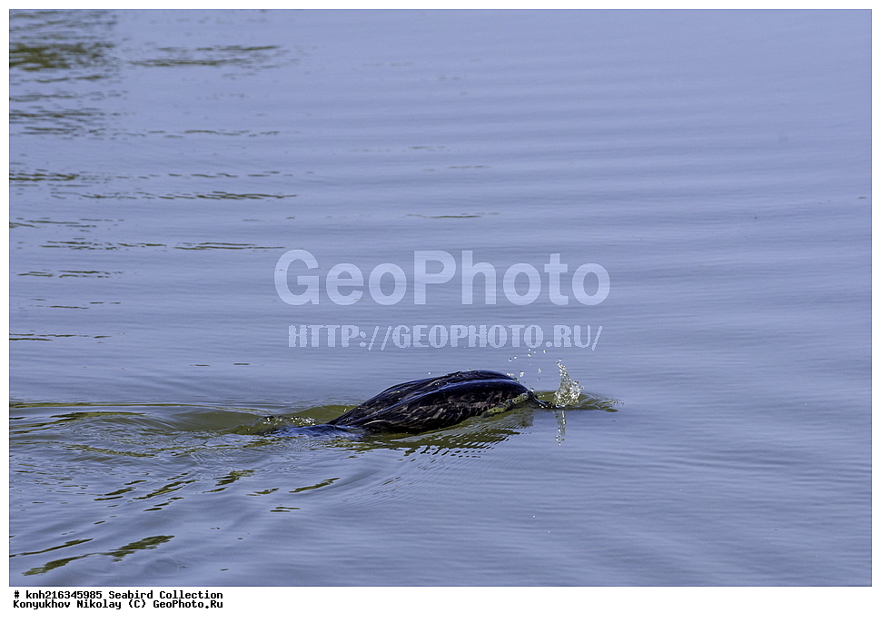 ������ ������, ����������, ���, ��������, ��������, �����, �����, ��������, �����������, ������� �����, ������� �����, DONE, ����������, Phalacrocoracidae, ������� ������, Phalacrocorax auritus, XYZ