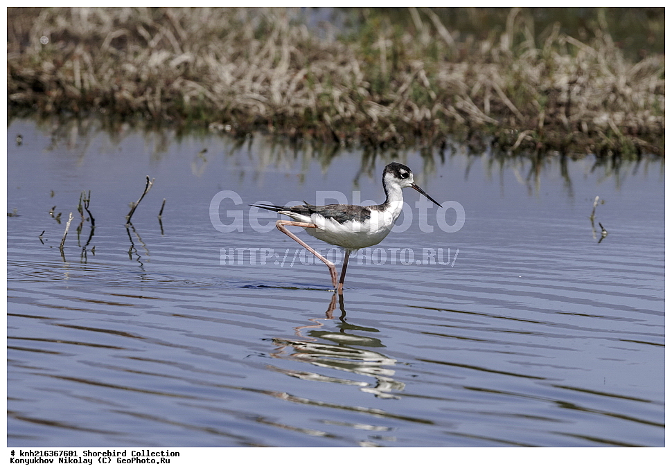 ����� ������ ��, ����������, ���, ��������, ��������, �����, �����, ��������, �����������, �����, ������, DONE, �������������, Recurvirostridae, ������������ ����������, Himantopus mexicanus, XYZ