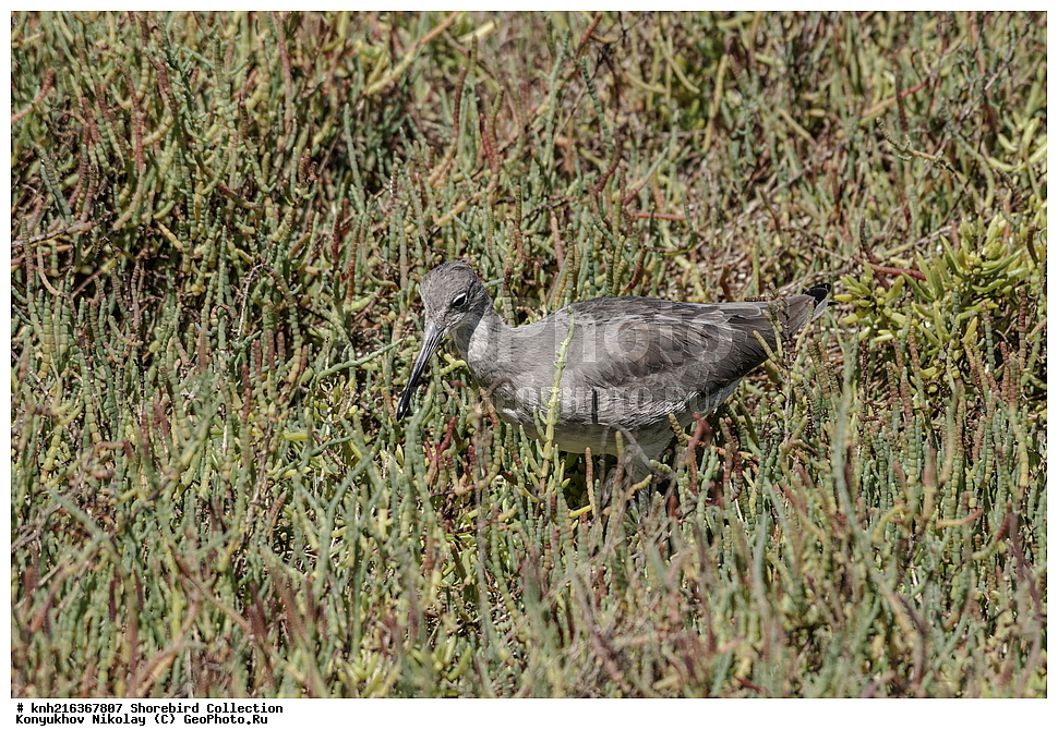 ������ ����� ����, ����������, ���, ��������, ��������, �����, �����, ��������, �����������, �����, ������, DONE, ���������, Scolopacidae, ���������������� ����, Catoptrophorus semipalmatus, XYZ