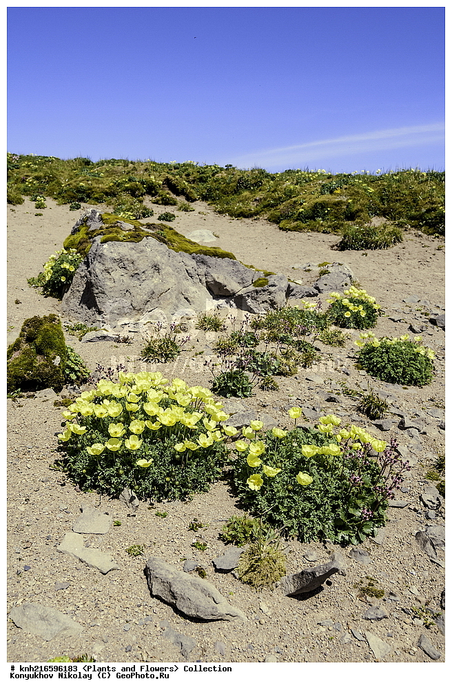 ��������� ����, ������ ������� �������, ����������� ������� ��������, ������, ���, ����� �����, ��������, �����, ������ ��������, ���������� ��������, ������������ ��������, ������������ ��������, ������, �����, DONE, �������, Papaveraceae, ��� �����������, Papaver alaskanum, XYZ