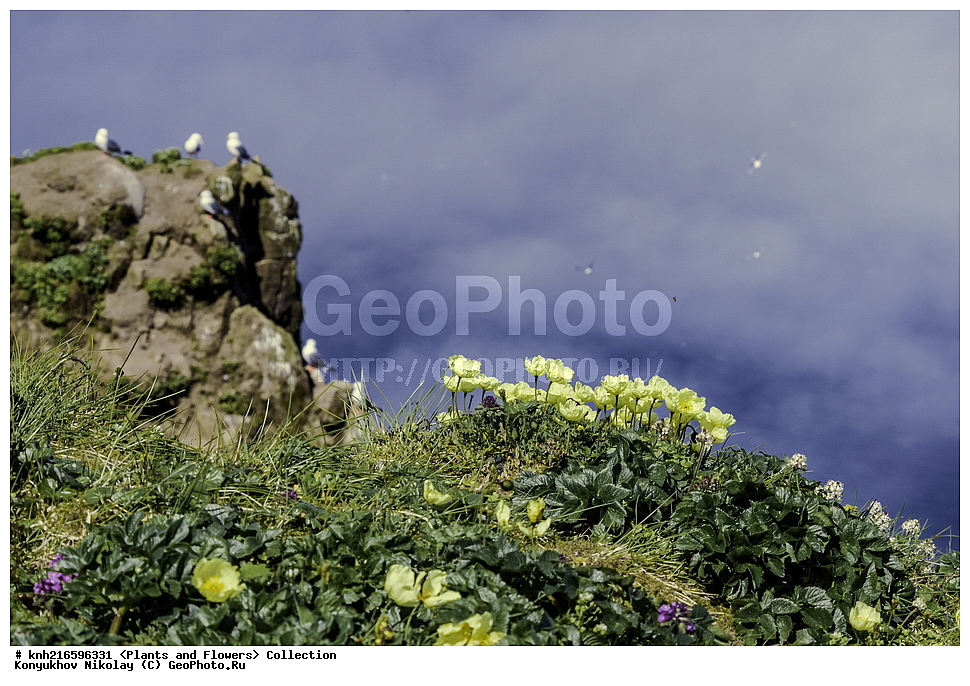 ��������� ����, ������ ������� �������, ����������� ������� ��������, ������, ���, ����� �����, ��������, �����, ������ ��������, ���������� ��������, ������������ ��������, ������������ ��������, ������, �����, DONE, �������, Papaveraceae, ��� �����������, Papaver alaskanum, XYZ