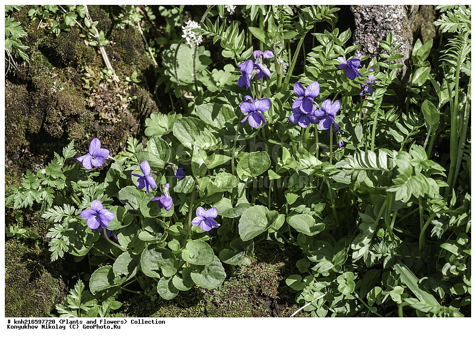 ��������� ����, ������ ������� �������, ����������� ������� ��������, ������, ���, ����� �����, ��������, �����, ������ ��������, ���������� ��������, ������������ ��������, ������������ ��������, ������, �����, DONE, ���������, Violaceae, ������ ����������, Viola langsdorfii, XYZ