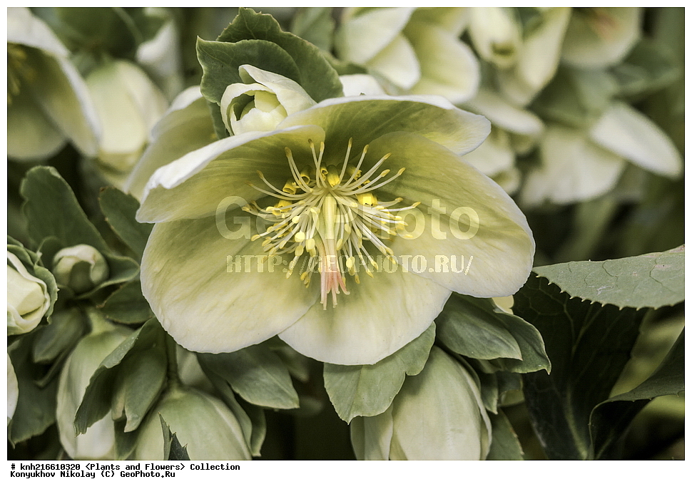 �����������, ���������� �������, ������, ������ ��������, �����, ���������� ��������, ������� ��������, ������� ��������, ������, �����, DONE, ���������, Ranunculaceae, �������� �������������, �������� ������������, Helleborus argutifolius, Helleborus corsicus, Helleborus lividus ssp. corsicus, XYZ, ����������� ������, ����������� ����������� �����