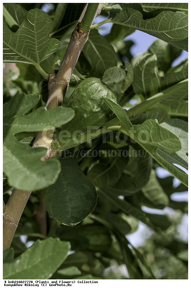 ���, ����� �����, ����, ������, ��������, �����, ������ ��������, ���������� ��������, ������������ ��������, ������������ ��������, ������� ��������, ������� ��������, �����, ������, ����, �����, DONE, �������, Moraceae, ���������� ������������, ����� ����������, ����� �����, ����� ����������, ����� ������������, ����� ����������, ����� ����������, ������ �����, ������� ������, ��������� �����, ����, ������, Ficus carica, Ficus colchica, Ficus hyrcana, Ficus kopetdagensis, XYZ