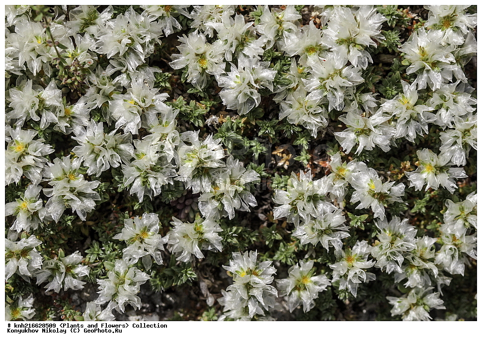 ���, ����� �����, ����, ������, ��������, �����, ������ ��������, ���������� ��������, ������������ ��������, ������������ ��������, ������, �����, DONE, �����������, ����������, Caryophyllaceae, ������������� ����������, ��������� ����������, ��������� ��������, ������������� ��������, Paronychia cephalotes, Paronychia taurica, XYZ