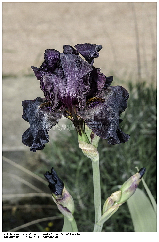 Black in Black, ����, ��������� ������������ ���, ������, ���, ����� �����, ����, ������, ������ ��������, �����, ��������, ���������� ��������, ������� ��������, ������� ��������, ������, �����, DONE, ��������, �����������, Iridaceae, ������� ���������, ���� ���������, ���� �������, ���� ����������, ���� ���������, Iris hybrida, Iris x hybrida, �����������, ����������� ��������, �����, ����������� ��������, �����������, �����������, ������������ ��������, ������������ ��������, ������������, ������������, ������������, �����������, XYZ