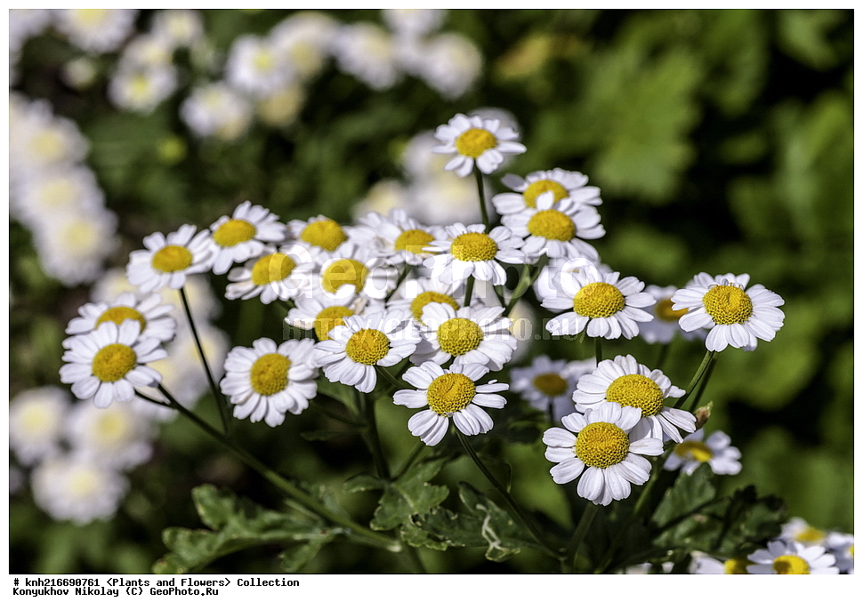 �����������, ���������� �������, ������, ������ ��������, �����, ��������, ���������� ��������, ������� ��������, ������� ��������, ������, �����, DONE, ��������, �������������, Asteraceae, Compositae, �������� �������, �������� �������, ����� �������, �������� �������, Pyrethrum parthenium, Chrysanthemum parthenium, Chrysanthemum parthenium, Matricaria latifolia, Matricaria parthenium, Pyrethrum matricaria, Tanacetum parthenium, �����������, ����������� ��������, �����, ����������� ��������, �����������, �����������, ������������ ��������, ������������ ��������, ������������, ������������, ������������, �����������, ������������ ��������, XYZ, ����������� ������, ����������� ����������� �����, ����������� ������, ����������� ����������� �����