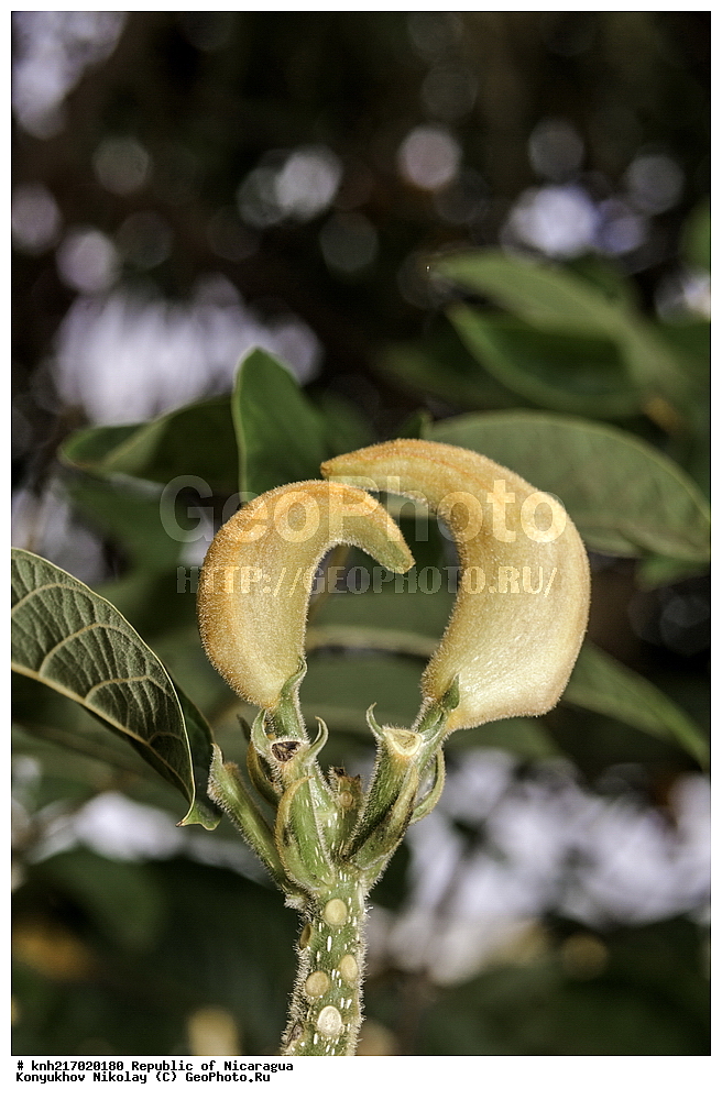 �������, ����������� �������, �������� �������, �������, ���������� ���������, ���������, ��������, �����, ������ ��������, ���������� ��������, ������� ��������, ������� ��������, ����������� ��������, ����������� ��������, ����������� ���, ���������� ���, ������, ����������� ��������, ������������ ��������, ����������� ��������, ������������ ��������, �����������, �����������, ����������� ��������, �����������, ������, �����, ������������ ��������, ������������ ��������, ������������, ������������, DONE, XYZ, �����������, Bignoniaceae, �������� �������������, ����������� ���������� ������, ��������� ���������� ������, �������� ���������������, Spathodea campanulata, Bignonia tulipifera, Spathodea danckelmaniana, Spathodea nilotica, Spathodea tulipifera