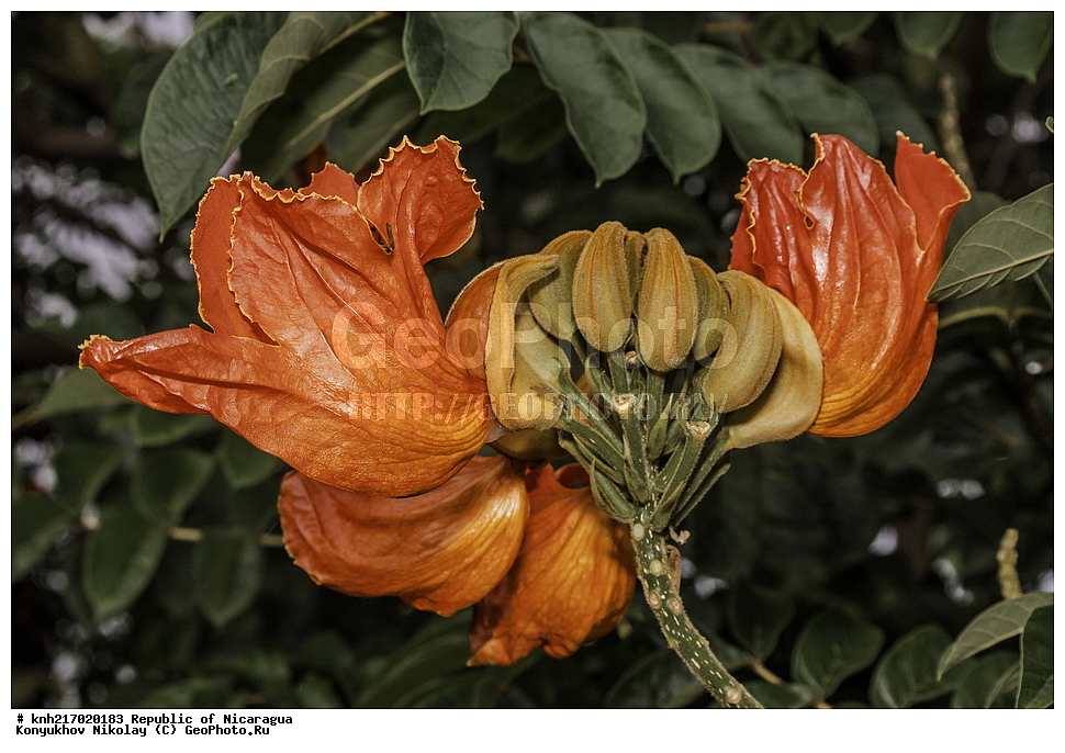 �������, ����������� �������, �������� �������, �������, ���������� ���������, ���������, ��������, �����, ������ ��������, ���������� ��������, ������� ��������, ������� ��������, ����������� ��������, ����������� ��������, ����������� ���, ���������� ���, ������, ����������� ��������, ������������ ��������, ����������� ��������, ������������ ��������, �����������, �����������, ����������� ��������, �����������, ������, �����, ������������ ��������, ������������ ��������, ������������, ������������, DONE, XYZ, �����������, Bignoniaceae, �������� �������������, ����������� ���������� ������, ��������� ���������� ������, �������� ���������������, Spathodea campanulata, Bignonia tulipifera, Spathodea danckelmaniana, Spathodea nilotica, Spathodea tulipifera