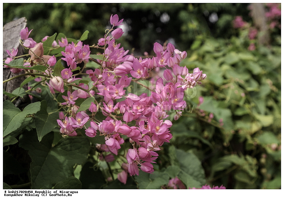 �������, ����������� �������, �������� �������, �������, ���������� ���������, ���������, ��������, �����, ������ ��������, ���������� ��������, ������������ ��������, ������������ ��������, ������� ��������, ������� ��������, ����������� ��������, ����������� ��������, ��������� ��������, ���������, ����������� ��������, �����, ����������� ��������, �����, �����, �����, ����������� ��������, �����������, ������, �����, ������������ ��������, ������������ ��������, ������������, ������������, DONE, XYZ, ���������, ����������, Polygonaceae, ��������� ����������, ���������� ���� ������������ ���������� �����, ����� �����, Antigonon leptopus, Antigonon cinerascens, Antigonon cordatum, Antigonon platypus, Corculum leptopus, ����������� ��������, ������������ ��������, ����������� ��������, ������������ ��������, �����������, �����������