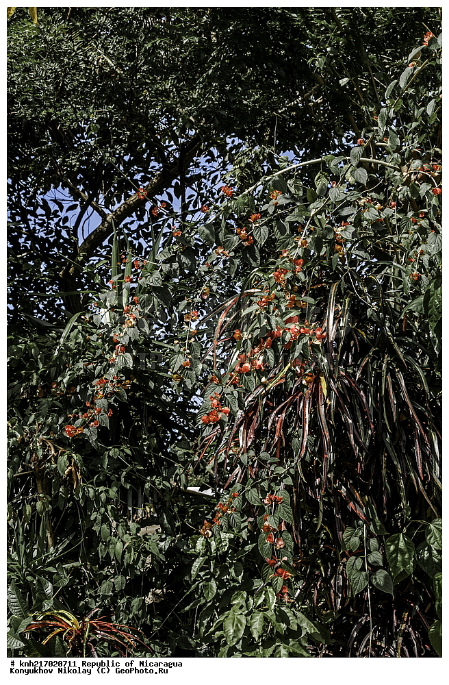 �������, ����������� �������, �������� �������, �������, ���������� ���������, ���������, ��������, �����, ������ ��������, ���������� ��������, ������� ��������, ������� ��������, ����������� ��������, ����������� ��������, ��������� ��������, ���������, ���������, ����������, �����, �����, �����, ����������� ��������, �����������, ������, �����, ������������ ��������, ������������ ��������, ������������, ������������, DONE, XYZ, ����������, Verbenaceae, ����������, �����������, Lamiaceae, Labiatae, ����������� �������-�������, ��������� �����, Holmskioldia sanguinea, ����������� ��������, ������������ ��������, ����������� ��������, ������������ ��������, �����������, �����������