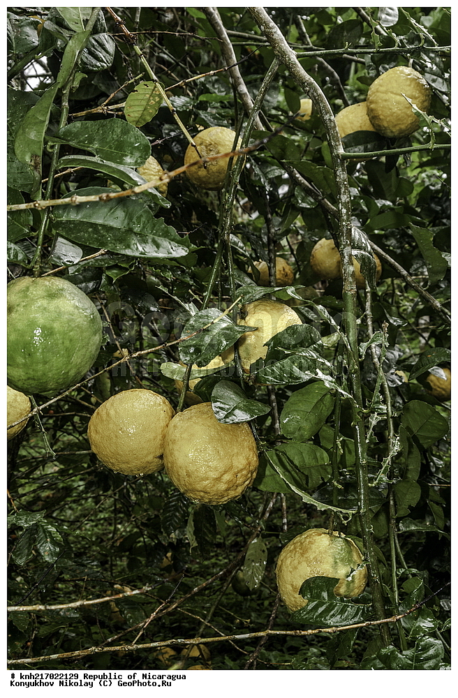 ��������, �������, ����������� �������, �������� �������, �������, ���������� ���������, ���������, ��������, �����, ������ ��������, ���������� ��������, ������� ��������, ������� ��������, ����������� ��������, ����������� ��������, ������, ����������� ��������, ������������ ��������, ����������� ��������, ������������ ��������, �����������, ������������, ����������� ��������, �����������, �����, ������, ����, �����, �������������������� ��������, ���������� ��������, ������������, ������������, DONE, XYZ, �������, Rutaceae, ���������, Citrus x paradise, Citrus paradisi