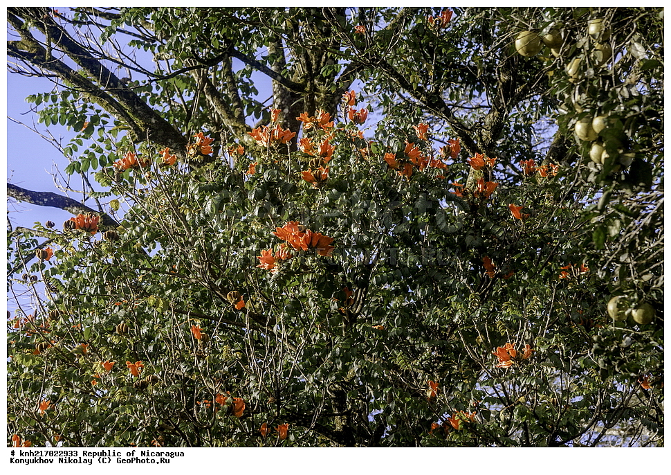 �������, ����������� �������, �������� �������, �������, ���������� ���������, ���������, ��������, �����, ������ ��������, ���������� ��������, ������� ��������, ������� ��������, ����������� ��������, ����������� ��������, ����������� ���, ���������� ���, ������, ����������� ��������, ������������ ��������, ����������� ��������, ������������ ��������, �����������, �����������, ����������� ��������, �����������, ������, �����, ������������ ��������, ������������ ��������, ������������, ������������, DONE, XYZ, �����������, Bignoniaceae, �������� �������������, ����������� ���������� ������, ��������� ���������� ������, �������� ���������������, Spathodea campanulata, Bignonia tulipifera, Spathodea danckelmaniana, Spathodea nilotica, Spathodea tulipifera