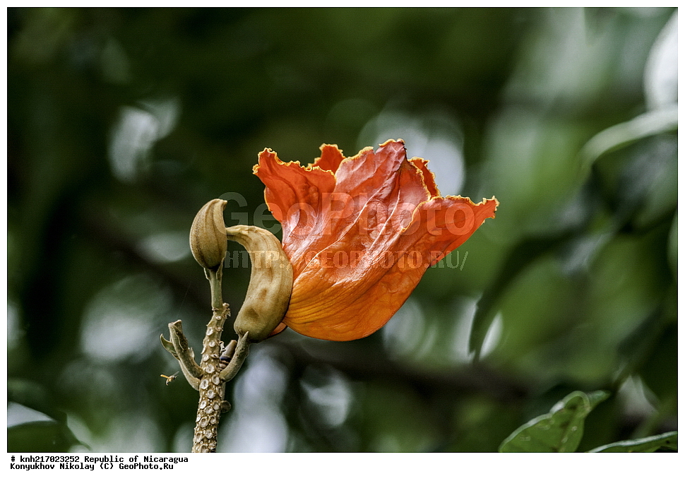 �������, ����������� �������, �������� �������, �������, ���������� ���������, ���������, ��������, �����, ������ ��������, ���������� ��������, ������� ��������, ������� ��������, ����������� ��������, ����������� ��������, ����������� ���, ���������� ���, ������, ����������� ��������, ������������ ��������, ����������� ��������, ������������ ��������, �����������, �����������, ����������� ��������, �����������, ������, �����, ������������ ��������, ������������ ��������, ������������, ������������, DONE, XYZ, �����������, Bignoniaceae, �������� �������������, ����������� ���������� ������, ��������� ���������� ������, �������� ���������������, Spathodea campanulata, Bignonia tulipifera, Spathodea danckelmaniana, Spathodea nilotica, Spathodea tulipifera