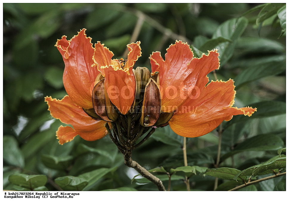 �������, ����������� �������, �������� �������, �������, ���������� ���������, ���������, ��������, �����, ������ ��������, ���������� ��������, ������� ��������, ������� ��������, ����������� ��������, ����������� ��������, ����������� ���, ���������� ���, ������, ����������� ��������, ������������ ��������, ����������� ��������, ������������ ��������, �����������, �����������, ����������� ��������, �����������, ������, �����, ������������ ��������, ������������ ��������, ������������, ������������, DONE, XYZ, �����������, Bignoniaceae, �������� �������������, ����������� ���������� ������, ��������� ���������� ������, �������� ���������������, Spathodea campanulata, Bignonia tulipifera, Spathodea danckelmaniana, Spathodea nilotica, Spathodea tulipifera