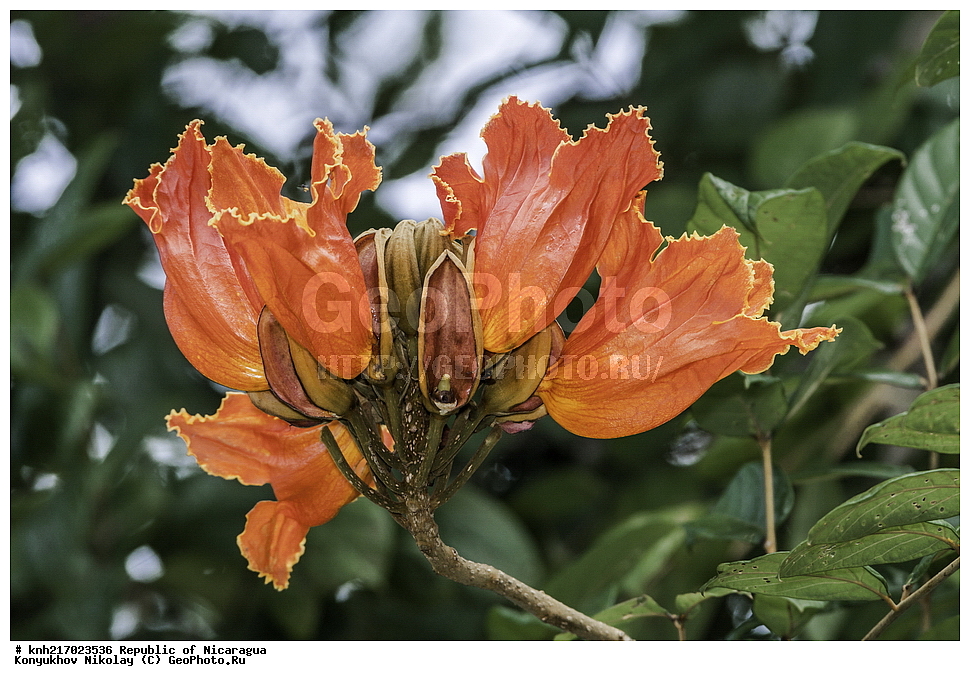 �������, ����������� �������, �������� �������, �������, ���������� ���������, ���������, ��������, �����, ������ ��������, ���������� ��������, ������� ��������, ������� ��������, ����������� ��������, ����������� ��������, ����������� ���, ���������� ���, ������, ����������� ��������, ������������ ��������, ����������� ��������, ������������ ��������, �����������, �����������, ����������� ��������, �����������, ������, �����, ������������ ��������, ������������ ��������, ������������, ������������, DONE, XYZ, �����������, Bignoniaceae, �������� �������������, ����������� ���������� ������, ��������� ���������� ������, �������� ���������������, Spathodea campanulata, Bignonia tulipifera, Spathodea danckelmaniana, Spathodea nilotica, Spathodea tulipifera