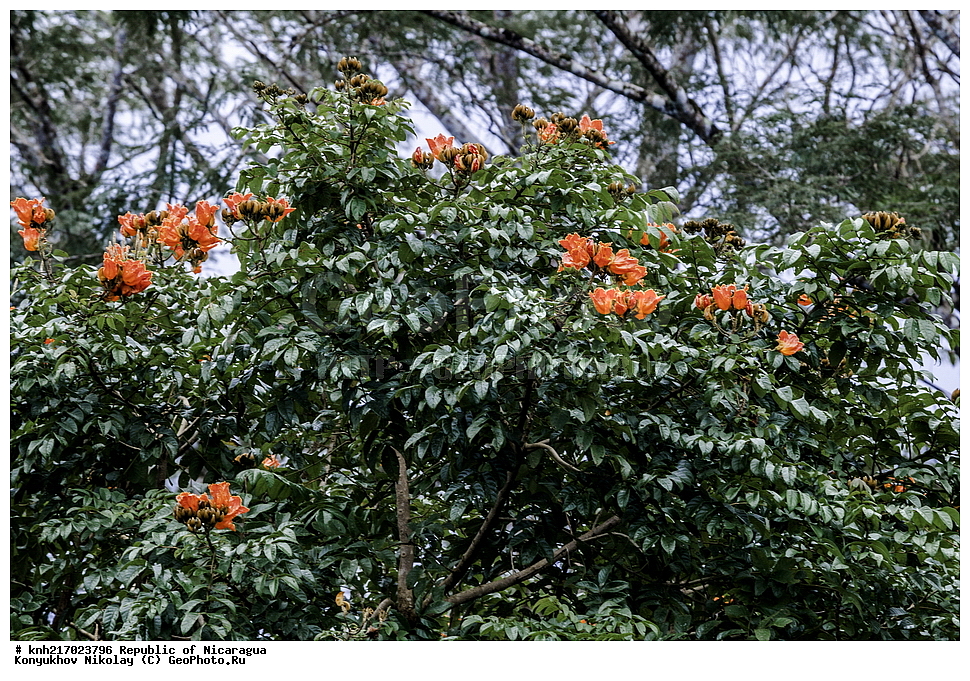 �������, ����������� �������, �������� �������, �������, ���������� ���������, ���������, ��������, �����, ������ ��������, ���������� ��������, ������� ��������, ������� ��������, ����������� ��������, ����������� ��������, ����������� ���, ���������� ���, ������, ����������� ��������, ������������ ��������, ����������� ��������, ������������ ��������, �����������, �����������, ����������� ��������, �����������, ������, �����, ������������ ��������, ������������ ��������, ������������, ������������, DONE, XYZ, �����������, Bignoniaceae, �������� �������������, ����������� ���������� ������, ��������� ���������� ������, �������� ���������������, Spathodea campanulata, Bignonia tulipifera, Spathodea danckelmaniana, Spathodea nilotica, Spathodea tulipifera