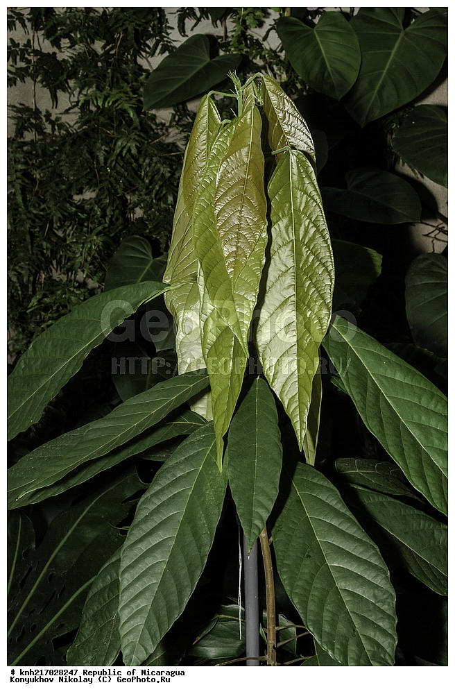 ���������, ��������, �������, ����������� �������, �������� �������, �������, ���������� ���������, ���������, ��������, �����, ������ ��������, ���������� ��������, ������� ��������, ������� ��������, ����������� ��������, ����������� ��������, ������������ ��������, ������������ ��������, ������, ����������� ��������, ������������ ��������, ����������� ��������, ������������ ��������, �����������, ������������, ����������� ��������, �����������, �����, ������, ����, �����, �������������������� ��������, ���������� ��������, ������������, ������������, DONE, XYZ, ������������, Sterculiaceae, ���������, Malvaceae, �����, ���������� ������, Theobroma cacao, Cacao minus, Cacao sativa, Cacao theobroma, Theobroma cacao ssp. cacao, Theobroma cacao f. leiocarpum, Theobroma cacao ssp. sativum, Theobroma cacao ssp. sphaerocarpum, Theobroma cacao var. typicum, Theobroma caribaeum, Theobroma integerrimum, Theobroma kalagua, Theobroma leiocarpum, Theobroma pentagonum, Theobroma saltzmannianum, Theobroma sapidum, Theobroma sativum, Theobroma sativum var. leucospermum, Theobroma sativum var. melanospermum, Theobroma sphaerocarpum