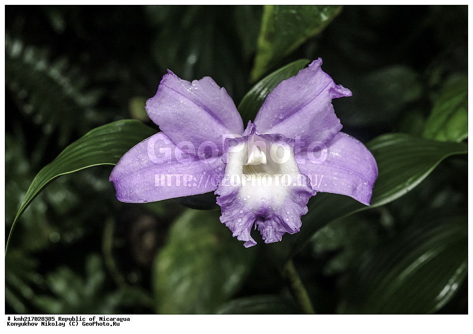 �������, ������������ ���� �������, ������ �������, �������, �������, ����������� �������, �������� �������, �������, ���������� ���������, ���������, ��������, �����, ������ ��������, ���������� ��������, ������������ ��������, ������������ ��������, ������� ��������, ������� ��������, ����������� ��������, ����������� ��������, ��������� ��������, ���������, ����������� ��������, �����, ����������� ��������, �����, ����������� ��������, �����������, ������, �����, ������������ ��������, ������������ ��������, ������������, ������������, DONE, XYZ, ��������, ������������, �������, Orchidaceae, �������� ���������������, Sobralia macrantha, ����������� ��������, ������������ ��������, ����������� ��������, ������������ ��������, �����������, �����������