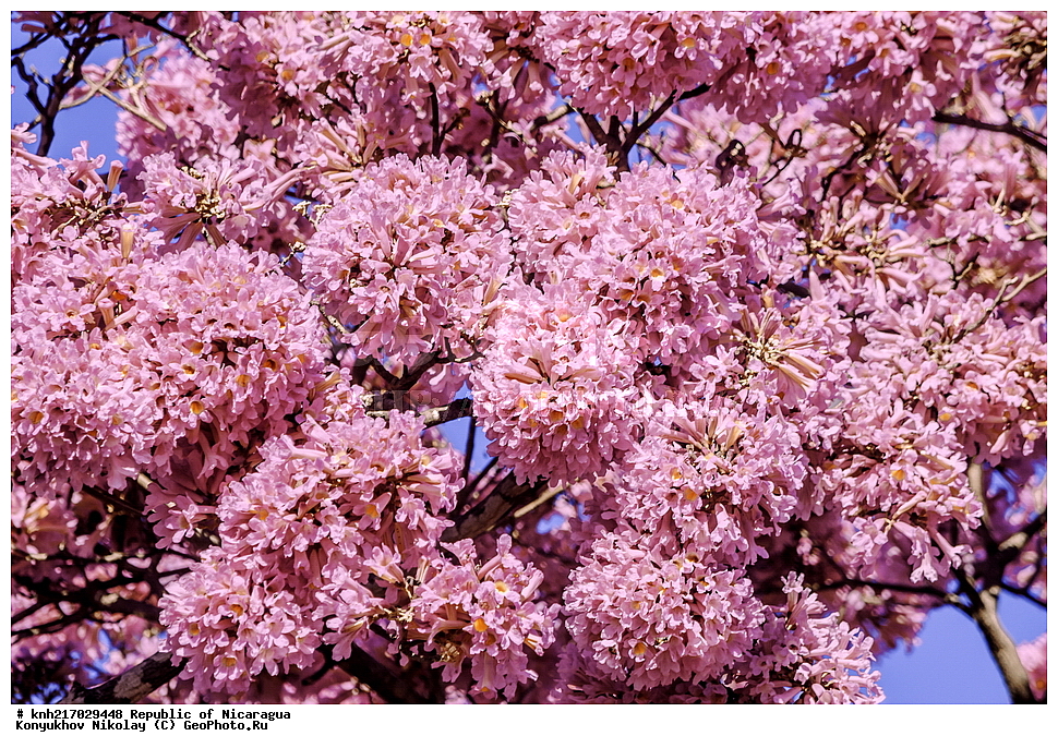  �������, ����������� �������, �������� �������, �������, ���������� ���������, ���������, ��������, �����, ������ ��������, ���������� ��������, ������� ��������, ������� ��������, ����������� ��������, ����������� ��������, ������������ ��������, ������������ ��������, ������, ����������� ��������, �����������, ������, �����, ������������ ��������, ������������ ��������, ������������, ������������, DONE, XYZ, �����������, Bignoniaceae, �������� �������, Tabebuia rosea