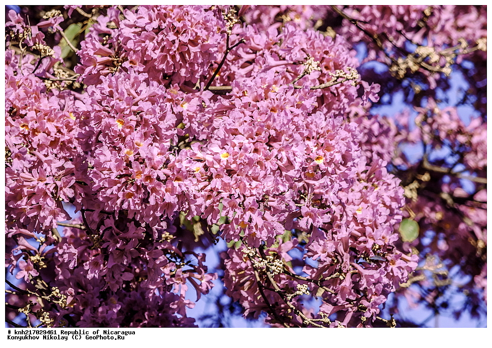  �������, ����������� �������, �������� �������, �������, ���������� ���������, ���������, ��������, �����, ������ ��������, ���������� ��������, ������� ��������, ������� ��������, ����������� ��������, ����������� ��������, ������������ ��������, ������������ ��������, ������, ����������� ��������, �����������, ������, �����, ������������ ��������, ������������ ��������, ������������, ������������, DONE, XYZ, �����������, Bignoniaceae, �������� �������, Tabebuia rosea