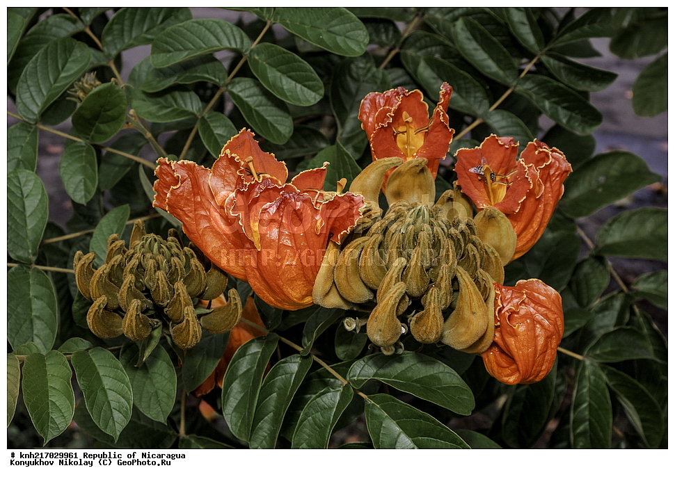 �������, ����������� �������, �������� �������, �������, ���������� ���������, ���������, ��������, �����, ������ ��������, ���������� ��������, ������� ��������, ������� ��������, ����������� ��������, ����������� ��������, ����������� ���, ���������� ���, ������, ����������� ��������, ������������ ��������, ����������� ��������, ������������ ��������, �����������, �����������, ����������� ��������, �����������, ������, �����, ������������ ��������, ������������ ��������, ������������, ������������, DONE, XYZ, �����������, Bignoniaceae, �������� �������������, ����������� ���������� ������, ��������� ���������� ������, �������� ���������������, Spathodea campanulata, Bignonia tulipifera, Spathodea danckelmaniana, Spathodea nilotica, Spathodea tulipifera