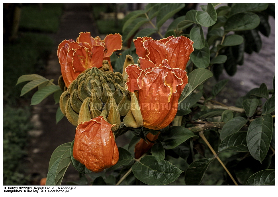 �������, ����������� �������, �������� �������, �������, ���������� ���������, ���������, ��������, �����, ������ ��������, ���������� ��������, ������� ��������, ������� ��������, ����������� ��������, ����������� ��������, ����������� ���, ���������� ���, ������, ����������� ��������, ������������ ��������, ����������� ��������, ������������ ��������, �����������, �����������, ����������� ��������, �����������, ������, �����, ������������ ��������, ������������ ��������, ������������, ������������, DONE, XYZ, �����������, Bignoniaceae, �������� �������������, ����������� ���������� ������, ��������� ���������� ������, �������� ���������������, Spathodea campanulata, Bignonia tulipifera, Spathodea danckelmaniana, Spathodea nilotica, Spathodea tulipifera