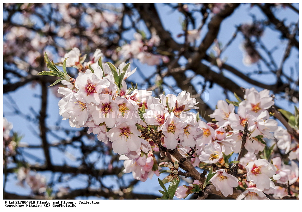 ���������, ���, ����� �����, ����, ������, ��������, �����, ������ ��������, ���������� ��������, ������������ ��������, ������������ ��������, ���������, ����������, ������, ����������� ��������, �����������, ������, �����, DONE, XYZ, ������������, �������, �����������, Rosaceae, ������� ������������, ������� �������, Amygdalus communis, Amygdalus dulcis, Prunus dulcis, Prunus amygdalus, Amygdalus communis