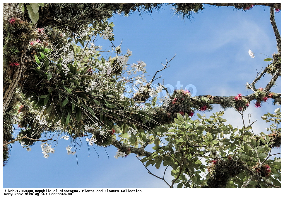 �����, �������, ����������� �������, �������� �������, �������, ���������� ���������, ���������, ��������, �����, ������ ��������, ���������� ��������, ������������ ��������, ������������ ��������, ������� ��������, ������� ��������, ����������� ��������, ����������� ��������, ��������� ��������, ���������, ����������� ��������, �����, ����������� ��������, �����, ����������� ��������, �����������, ������, �����, ������������ ��������, ������������ ��������, ������������, ������������, DONE, XYZ, ��������, ������������, �������, Orchidaceae, ����� ����������, Laelia rubescens, Amalia acuminate, Amalia peduncularis, Amalia rubescens, Bletia acuminate, Bletia peduncularis, Bletia rubescens, Bletia violacea, Cattleya acuminate, Cattleya pendicularis, Cattleya rubescens, Laelia acuminate, Laelia inconspicua. Laelia peduncularis, Laelia rubescens f. peduncularis, Laelia violacea