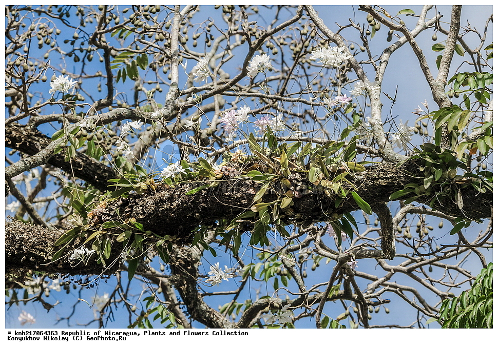 �����, �������, ����������� �������, �������� �������, �������, ���������� ���������, ���������, ��������, �����, ������ ��������, ���������� ��������, ������������ ��������, ������������ ��������, ������� ��������, ������� ��������, ����������� ��������, ����������� ��������, ��������� ��������, ���������, ����������� ��������, �����, ����������� ��������, �����, ����������� ��������, �����������, ������, �����, ������������ ��������, ������������ ��������, ������������, ������������, DONE, XYZ, ��������, ������������, �������, Orchidaceae, ����� ����������, Laelia rubescens, Amalia acuminate, Amalia peduncularis, Amalia rubescens, Bletia acuminate, Bletia peduncularis, Bletia rubescens, Bletia violacea, Cattleya acuminate, Cattleya pendicularis, Cattleya rubescens, Laelia acuminate, Laelia inconspicua. Laelia peduncularis, Laelia rubescens f. peduncularis, Laelia violacea