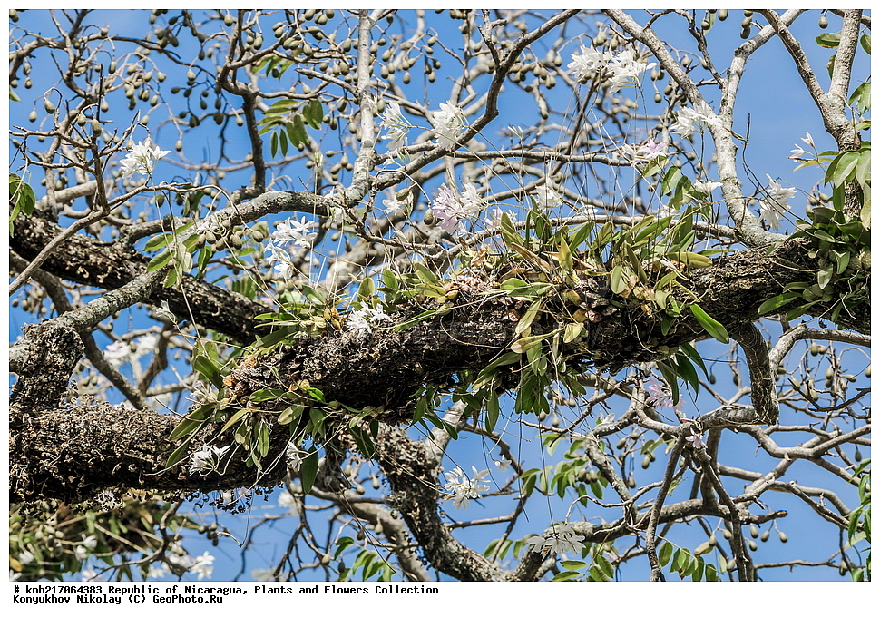 �����, �������, ����������� �������, �������� �������, �������, ���������� ���������, ���������, ��������, �����, ������ ��������, ���������� ��������, ������������ ��������, ������������ ��������, ������� ��������, ������� ��������, ����������� ��������, ����������� ��������, ��������� ��������, ���������, ����������� ��������, �����, ����������� ��������, �����, ����������� ��������, �����������, ������, �����, ������������ ��������, ������������ ��������, ������������, ������������, DONE, XYZ, ��������, ������������, �������, Orchidaceae, ����� ����������, Laelia rubescens, Amalia acuminate, Amalia peduncularis, Amalia rubescens, Bletia acuminate, Bletia peduncularis, Bletia rubescens, Bletia violacea, Cattleya acuminate, Cattleya pendicularis, Cattleya rubescens, Laelia acuminate, Laelia inconspicua. Laelia peduncularis, Laelia rubescens f. peduncularis, Laelia violacea