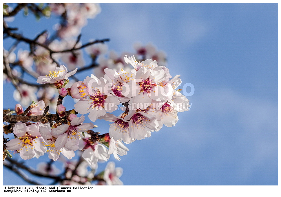 ���������, ���, ����� �����, ����, ������, ��������, �����, ������ ��������, ���������� ��������, ������������ ��������, ������������ ��������, ���������, ����������, ������, ����������� ��������, �����������, ������, �����, DONE, XYZ, ������������, �������, �����������, Rosaceae, ������� ������������, ������� �������, Amygdalus communis, Amygdalus dulcis, Prunus dulcis, Prunus amygdalus, Amygdalus communis