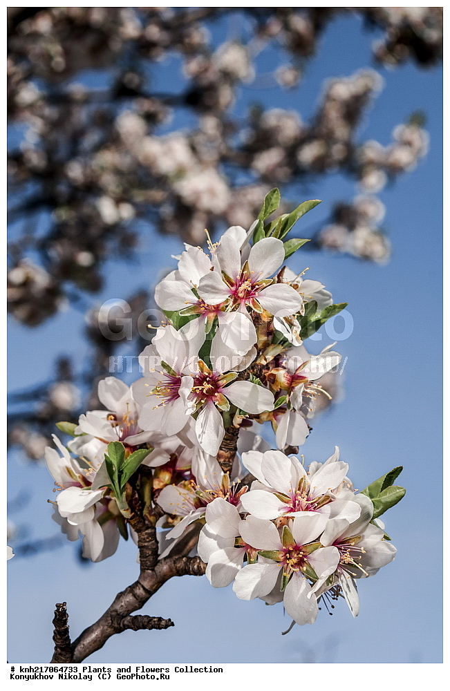 ���������, ���, ����� �����, ����, ������, ��������, �����, ������ ��������, ���������� ��������, ������������ ��������, ������������ ��������, ���������, ����������, ������, ����������� ��������, �����������, ������, �����, DONE, XYZ, ������������, �������, �����������, Rosaceae, ������� ������������, ������� �������, Amygdalus communis, Amygdalus dulcis, Prunus dulcis, Prunus amygdalus, Amygdalus communis